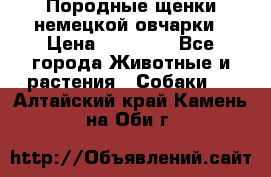 Породные щенки немецкой овчарки › Цена ­ 24 000 - Все города Животные и растения » Собаки   . Алтайский край,Камень-на-Оби г.